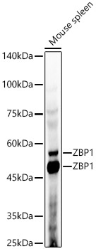 ZBP1 Rabbit polyclonal antibody