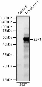 ZBP1 Rabbit polyclonal antibody