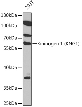 Kininogen 1 (KNG1) Rabbit pAb