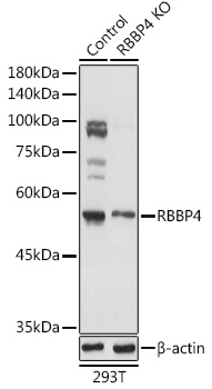 [KO Validated] RBBP4 Rabbit polyclonal antibody