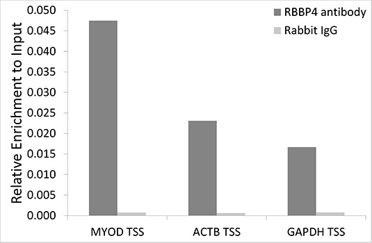 [KO Validated] RBBP4 Rabbit polyclonal antibody