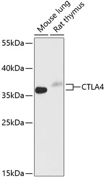 CD152/CTLA-4 Rabbit pAb
