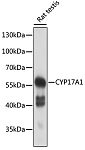 Western blot - CYP17A1 Rabbit pAb (A13968)