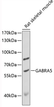 GABRA5 Rabbit pAb