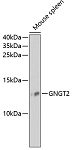 Western blot - GNGT2 Rabbit pAb (A13992)