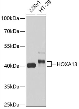 HOXA13 Rabbit pAb