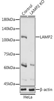[KO Validated] LAMP2 Rabbit polyclonal antibody