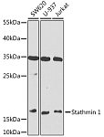Western blot - Stathmin 1 Rabbit pAb (A14018)