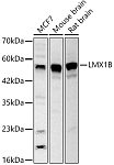 Western blot - LMX1B Rabbit pAb (A14020)