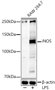 iNOS Rabbit polyclonal antibody