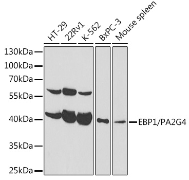 [KO Validated] EBP1/PA2G4  Rabbit pAb