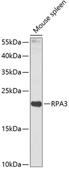 RPA3 Rabbit pAb