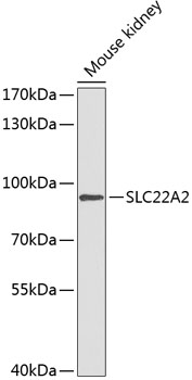 SLC22A2 Rabbit pAb