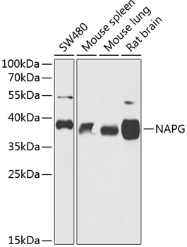 NAPG Rabbit pAb