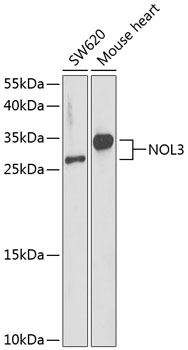 NOL3 Rabbit pAb