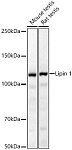 Western blot - Lipin 1 Rabbit pAb (A14111)