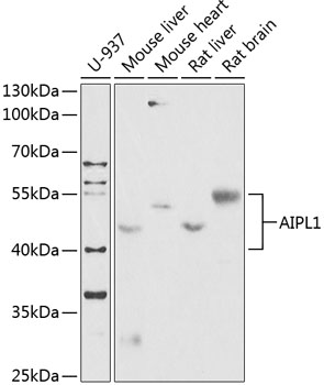 AIPL1 Rabbit pAb