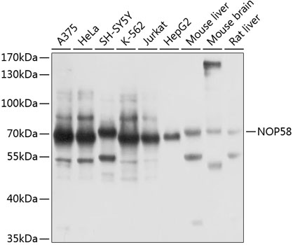 NOP58 Rabbit pAb