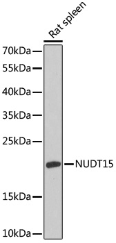 NUDT15 Rabbit pAb