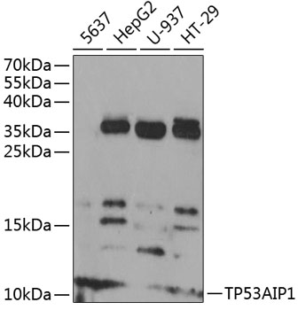 TP53AIP1 Rabbit pAb