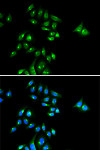 Immunofluorescence - PHC3 Rabbit pAb (A14151)