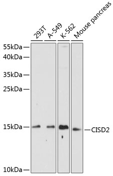 CISD2 Rabbit pAb