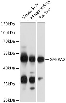 GABRA2 Rabbit pAb