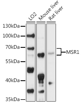 MSR1 Rabbit pAb