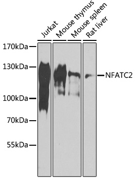 NFATC2 Rabbit pAb