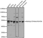Western blot - RUVBL1/TIP49A/PONTIN Rabbit pAb (A14195)