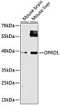 Western blot - OPRD1 Rabbit pAb (A14207)