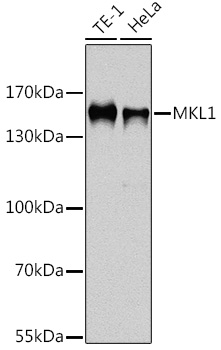 MKL1 Rabbit pAb