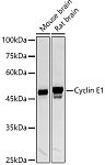 Western blot - Cyclin E1 Rabbit pAb (A14225)