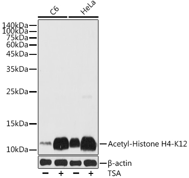 Acetyl-Histone H4-K12 Rabbit pAb