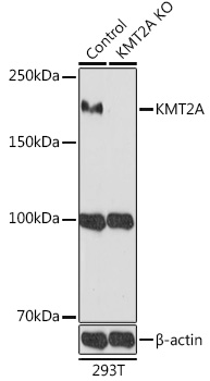 [KO Validated] KMT2A Rabbit polyclonal antibody
