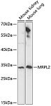 Western blot - MRPL2 Rabbit pAb (A14404)