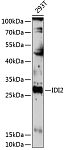Western blot - IDI2 Rabbit pAb (A14434)