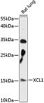 Western blot - XCL1 Rabbit pAb (A14490)