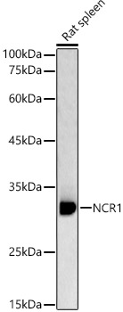 NCR1 Rabbit pAb