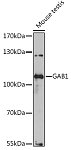 Western blot - GAB1 Rabbit pAb (A14534)