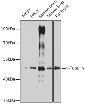 γ-Tubulin Rabbit pAb