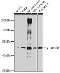 Western blot - γ-Tubulin Rabbit pAb (A14554)
