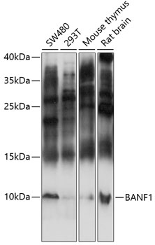 RNF114 antibody