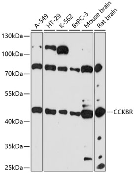 NPFFR2 antibody