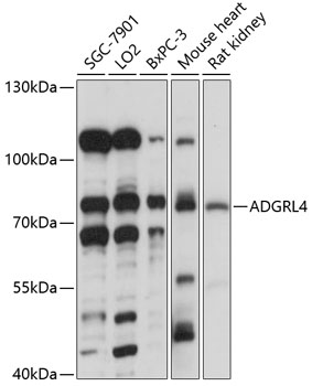 MANEA antibody