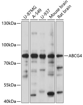 HADH antibody