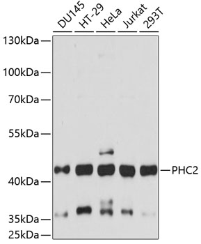FZD1 antibody