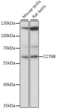 NTF4 antibody