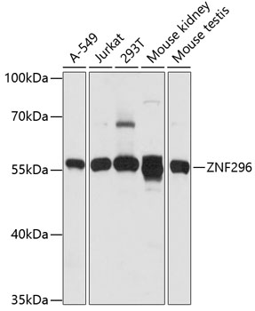 HLA-DRA antibody
