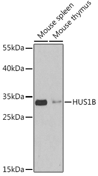 HUS1B Rabbit pAb